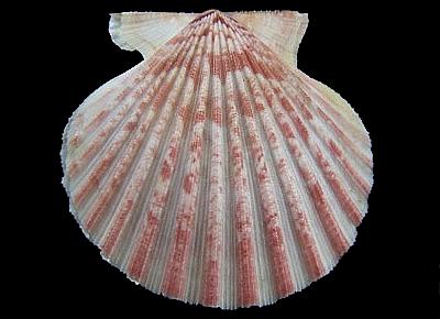 Aequipecten tehuelchus tehuelchus